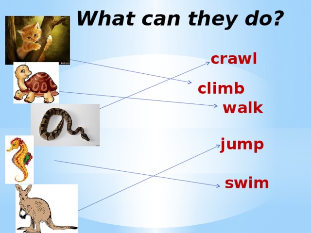 What can animals do презентация