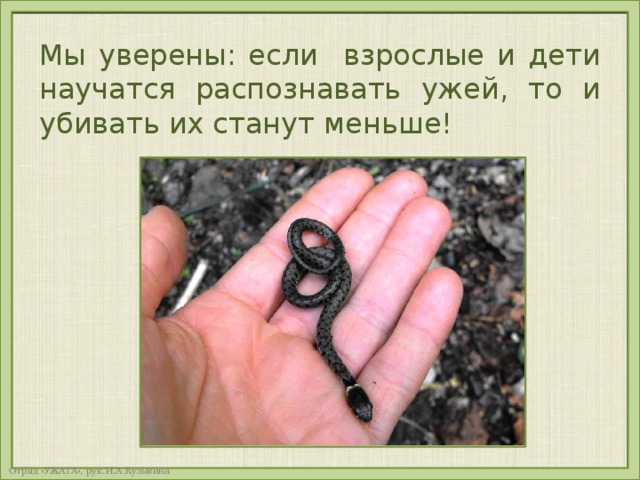 На каком рисунке изображена гадюка закрасьте кружок 3 класс сравнение сходство