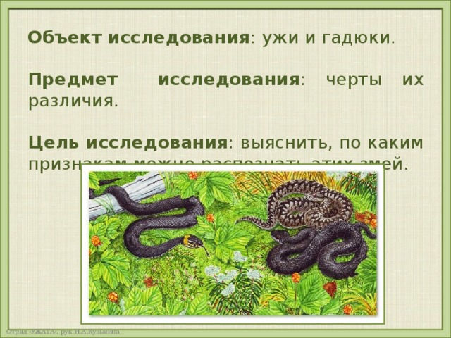 На каком рисунке изображена гадюка закрасьте кружок 3 класс сравнение сходство