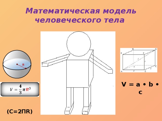 Математическая модель человеческого тела V = a • b • c (C=2ПR) 