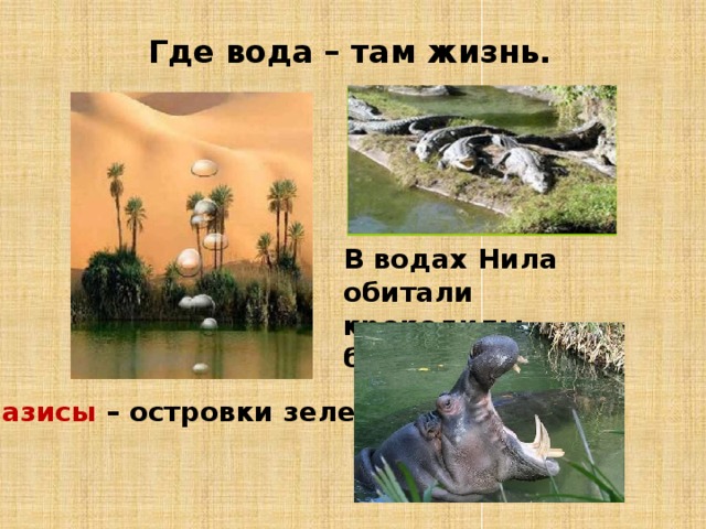 Где вода – там жизнь. В водах Нила обитали крокодилы, бегемоты. Оазисы – островки зелени. 