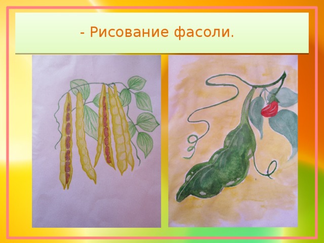 Рисунок фасоли. Фасоль рисунок. Фасоль для детей в детском саду. Фасоль рисунок для детей. Фасоль картинка для детей.