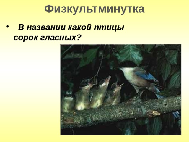 Физкультминутка  В названии какой птицы сорок гласных? 