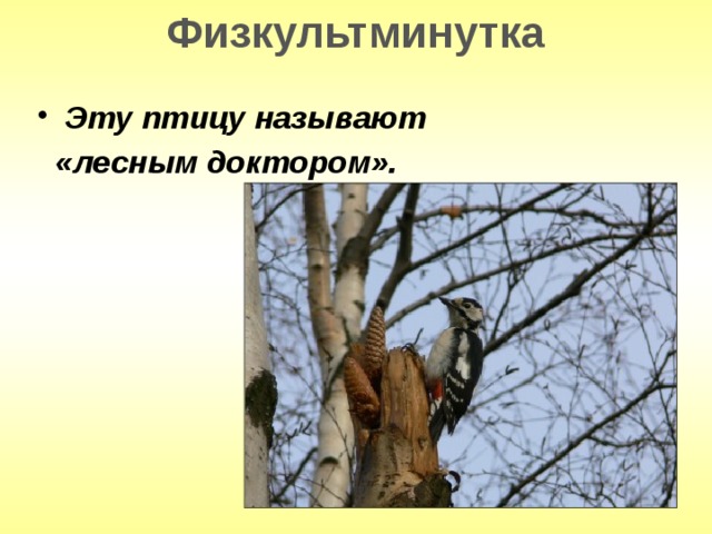 Физкультминутка Эту птицу называют  «лесным доктором». 