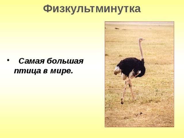 Физкультминутка  Самая большая птица в мире.  
