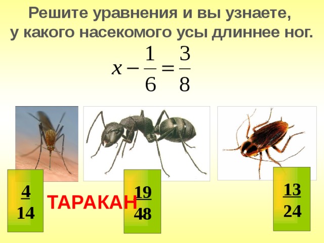 Решите уравнения и вы узнаете, у какого насекомого усы длиннее ног. 13 24 4 19 14 48 ТАРАКАН 