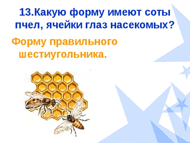 13.Какую форму имеют соты пчел, ячейки глаз насекомых? Форму правильного шестиугольника. 