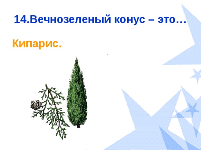 14.Вечнозеленый конус – это… Кипарис. 