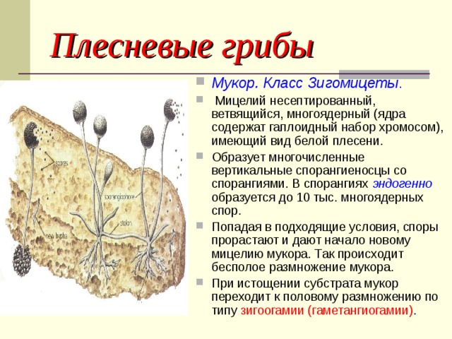 Плесневые грибы презентация 5 класс