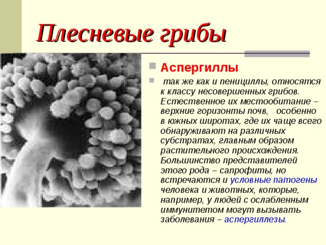 Какой тип питания характерен для плесени пеницилл рокфоровый изображенной на рисунке