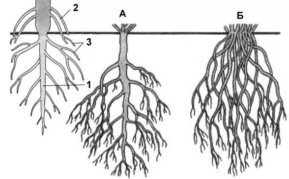 Какие корни изображены на рисунке лука