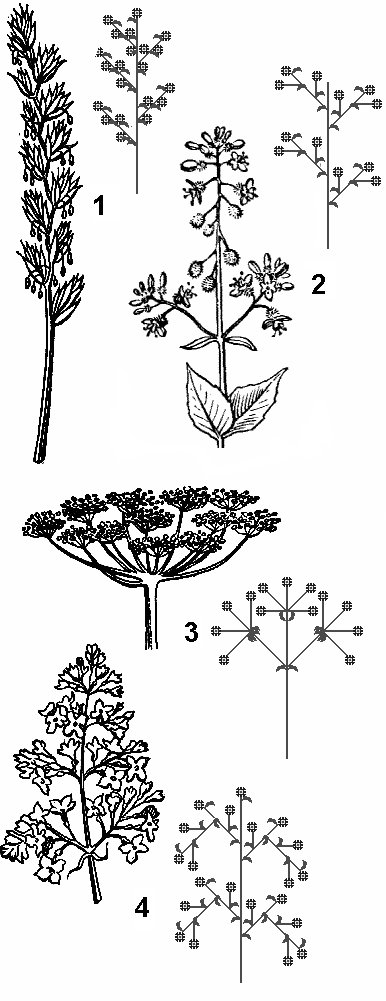 Рисунок соцветия подорожника