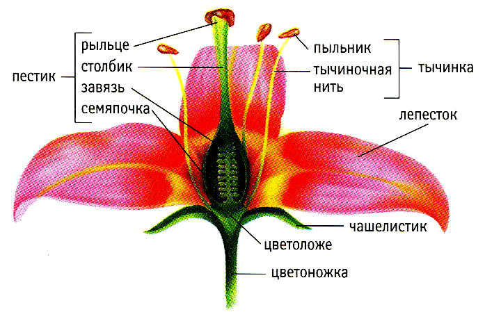 Строение цветка тюльпана рисунок с подписями