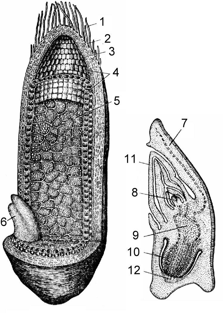 Зерновка пшеницы строение. Строение зародыша зерновки. Строение зерновки ржи. Строение зерновки злака. Продольный срез зерновки Triticum SP.