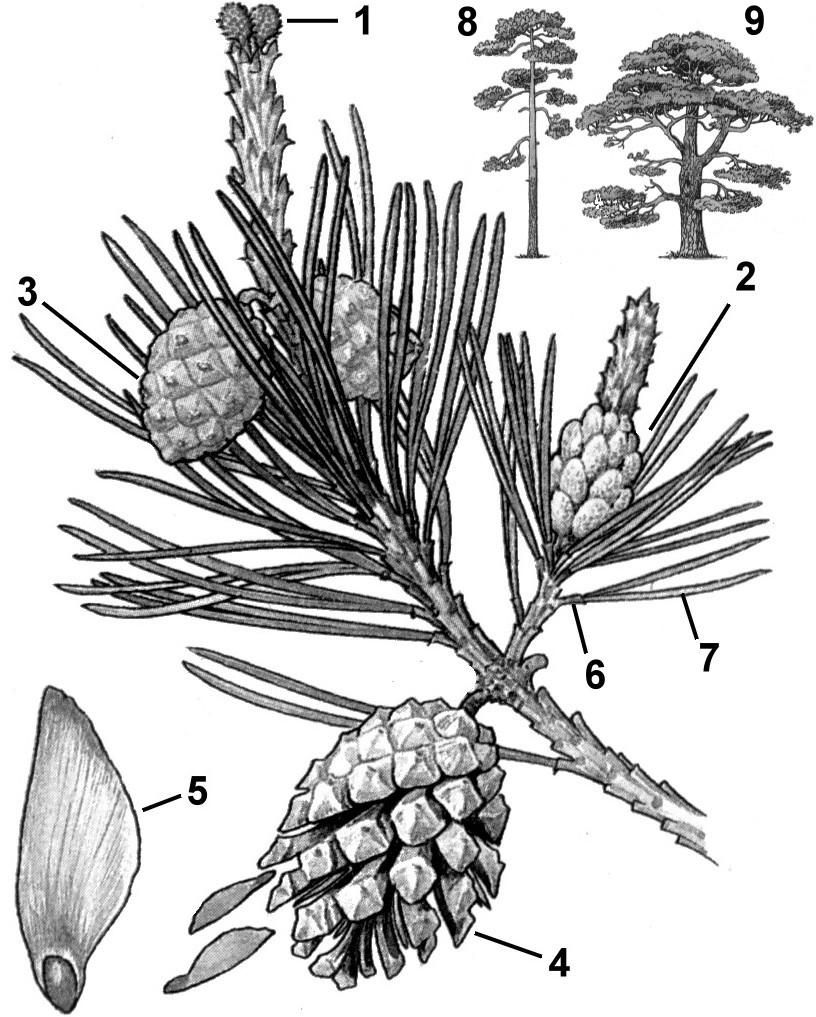 Шишка сосны рисунок биология 6 класс