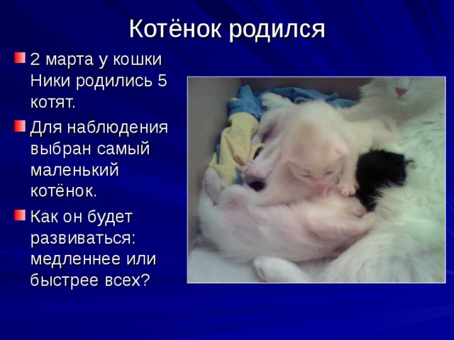 Котёнок родился   2 марта у кошки Ники родились 5 котят. Для наблюдения выбран самый маленький котёнок. Как он будет развиваться: медленнее или быстрее всех? 
