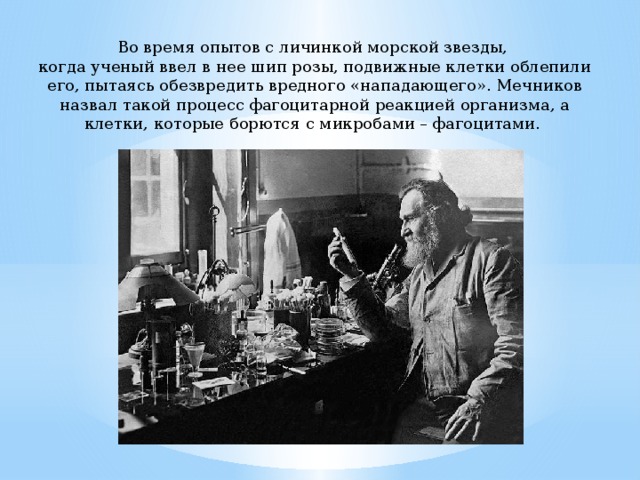Во время опытов с личинкой морской звезды, когда ученый ввел в нее шип розы, подвижные клетки облепили его, пытаясь обезвредить вредного «нападающего». Мечников назвал такой процесс фагоцитарной реакцией организма, а клетки, которые борются с микробами – фагоцитами. 