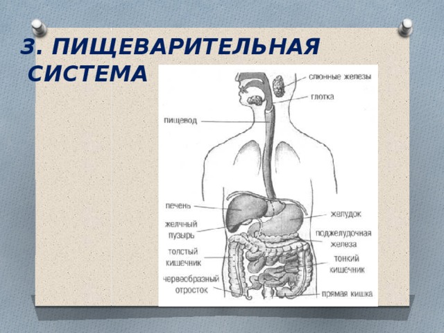 Проект пищеварительная система 3 класс