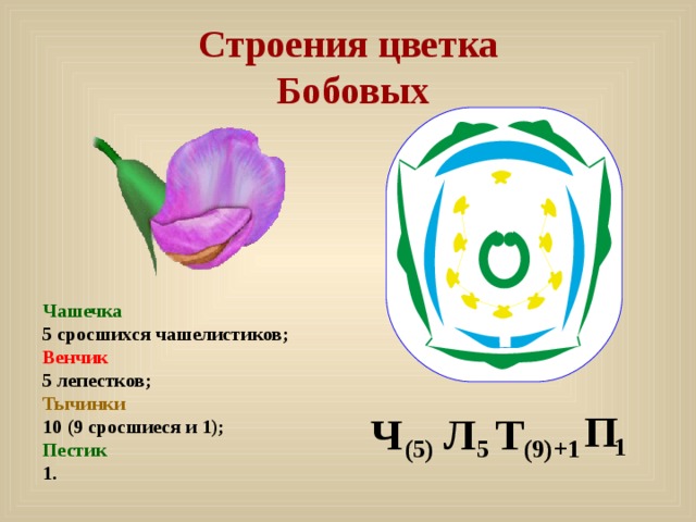 Строения цветка  Бобовых Чашечка 5 сросшихся чашелистиков; Венчик 5 лепестков; Тычинки 10 (9 сросшиеся и 1); Пестик 1. П Л Т Ч 1 (5) 5 (9)+1 