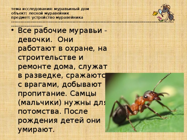 тема исследования: муравьиный дом  объект: лесной муравейник  предмет: устройство муравейника  ----------------------------------------------------------------------------------------------------------------------------------