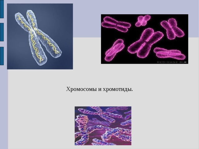 Хромосомы и хромотиды. 