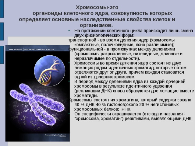 Хромосомы-это  органоиды клеточного ядра, совокупность которых определяет основные наследственные свойства клеток и организмов. На протяжении клеточного цикла происходит лишь смена двух физиологических форм: транспортной - во время деления ядер (хромосомы компактные, палочковидные, ясно различимые); функциональной - в промежутках между делениями (хромосомы разрыхленные, нитевидные, длинные и неразличимые по отдельности). Хромосомы во время деления ядер состоят из двух лежащих рядом идентичных хроматид, которые потом отделяются друг от друга, причем каждая становится одной из дочерних хромосом. В период между делениями ядра из каждой дочерней хромосомы в результате идентичного удвоения (репликации ДНК) снова образуются две лежащие вместе хроматиды. Хромосомы состоят из хроматина, который содержит:около 40 % ДНК;40 % гистонов;около 20 % негистоновых хромосомных белков; РНК. Он специфически окрашивается (отсюда и названия - 