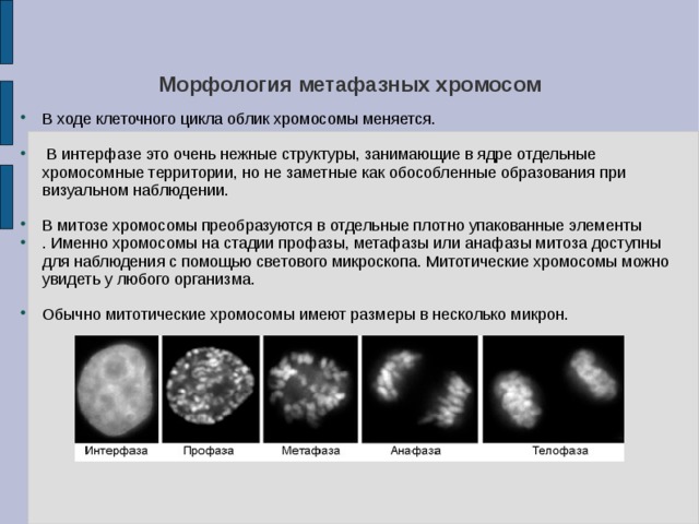 Морфология метафазных хромосом В ходе клеточного цикла облик хромосомы меняется.   В интерфазе это очень нежные структуры, занимающие в ядре отдельные хромосомные территории, но не заметные как обособленные образования при визуальном наблюдении.  В митозе хромосомы преобразуются в отдельные плотно упакованные элементы . Именно хромосомы на стадии профазы, метафазы или анафазы митоза доступны для наблюдения с помощью светового микроскопа. Митотические хромосомы можно увидеть у любого организма.  Обычно митотические хромосомы имеют размеры в несколько микрон. 