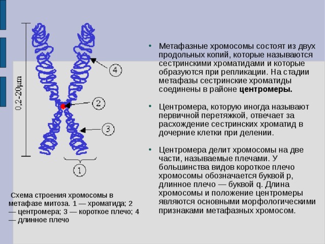 Метафазные хромосомы состоят из двух продольных копий, которые называются сестринскими хроматидами и которые образуются при репликации. На стадии метафазы сестринские хроматиды соединены в районе центромеры.  Центромера, которую иногда называют первичной перетяжкой, отвечает за расхождение сестринских хроматид в дочерние клетки при делении.  Центромера делит хромосомы на две части, называемые плечами. У большинства видов короткое плечо хромосомы обозначается буквой p, длинное плечо — буквой q. Длина хромосомы и положение центромеры являются основными морфологическими признаками метафазных хромосом.  Схема строения хромосомы в метафазе митоза. 1 — хроматида; 2 — центромера; 3 — короткое плечо; 4 — длинное плечо 