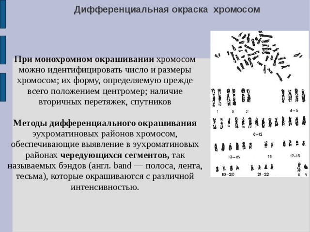 На рисунке приведены фотографии нескольких хромосом разных млекопитающих специальная окраска