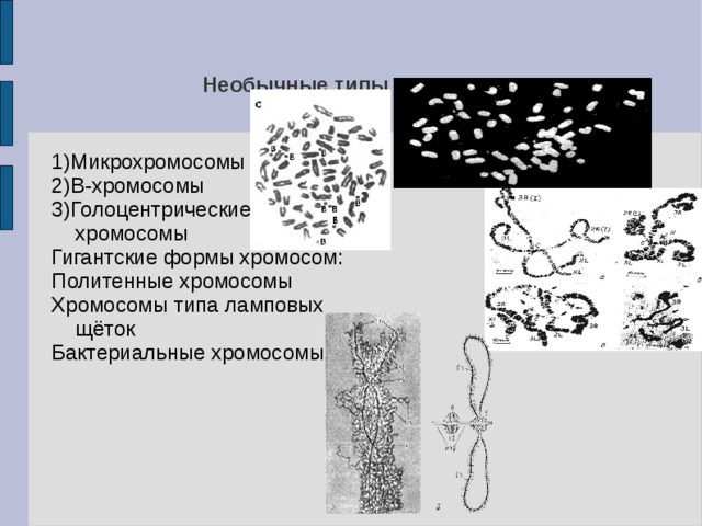 Необычные типы хромосом 1)Микрохромосомы 2)B-хромосомы 3)Голоцентрические хромосомы Гигантские формы хромосом: Политенные хромосомы Хромосомы типа ламповых щёток Бактериальные хромосомы 