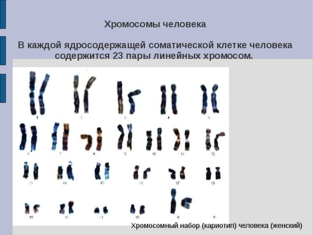 Хромосомы человека   В каждой ядросодержащей соматической клетке человека содержится 23 пары линейных хромосом. Хромосомный набор (кариотип) человека (женский) 