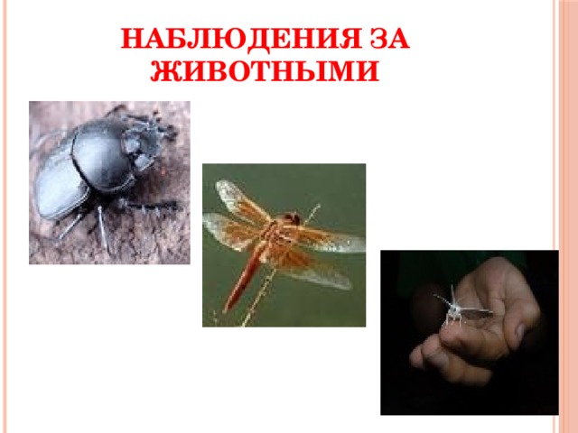 Наблюдения за животными 