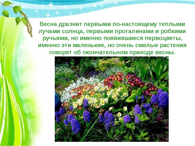 Весна дразнит первыми по-настоящему теплыми лучами солнца, первыми проталинами и робкими ручьями, но именно появившиеся первоцветы, именно эти маленькие, но очень смелые растения говорят об окончательном приходе весны. 