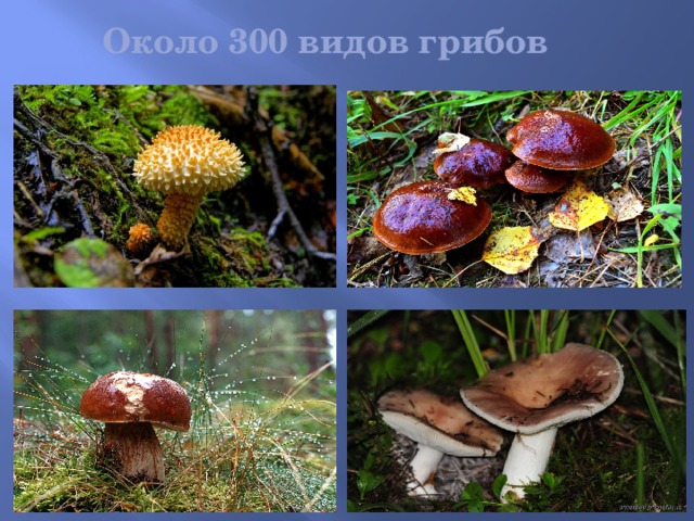 Около 300 видов грибов На фото вверху – опенок летний; внизу – чешуйчатка обыкновенная.  