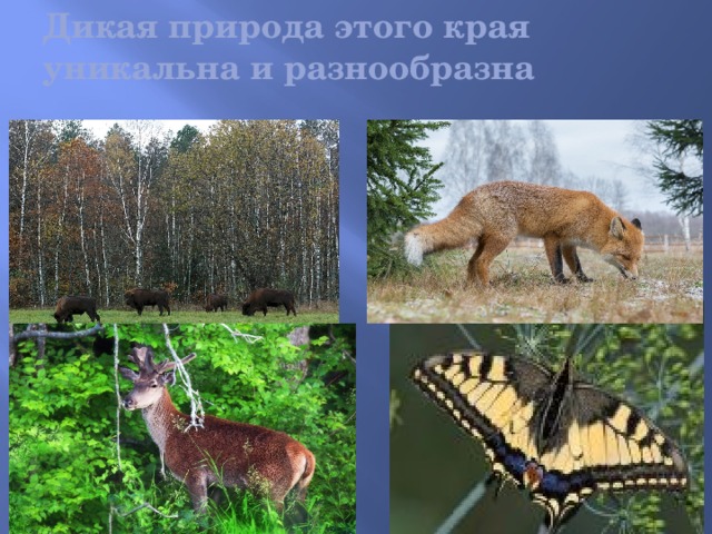 Дикая природа этого края уникальна и разнообразна На фото вверху слева – обыкновенный зимородок; вверху справа – зубр; внизу слева – росянка круглолистная; внизу справа – махаон.  