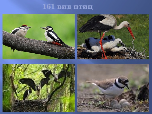 161 вид птиц   На фото слева – птенцы черного аиста; справа – малый зуек.  