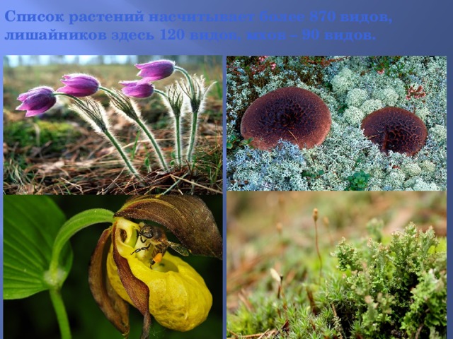 Список растений насчитывает более 870 видов, лишайников здесь 120 видов, мхов – 90 видов. На фото слева – лилия саранка; справа – венерин башмачок настоящий.  