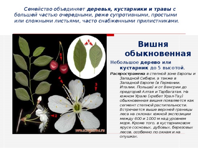 Какое расположение листьев у вишни