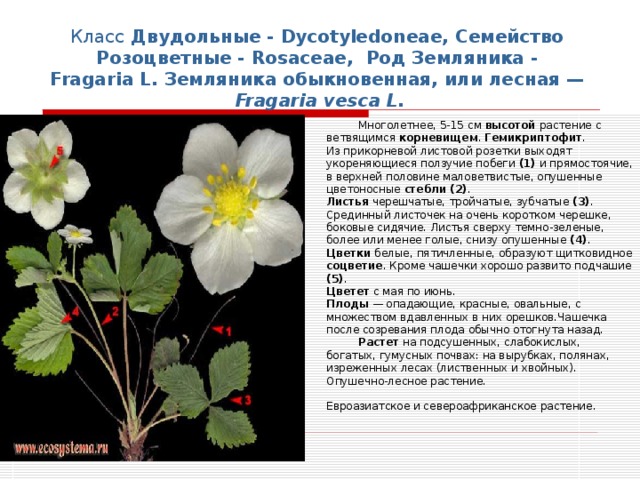 Земляника одиночный цветок или соцветие