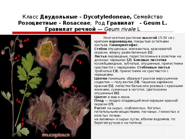 Диаграмма цветка гравилата речного