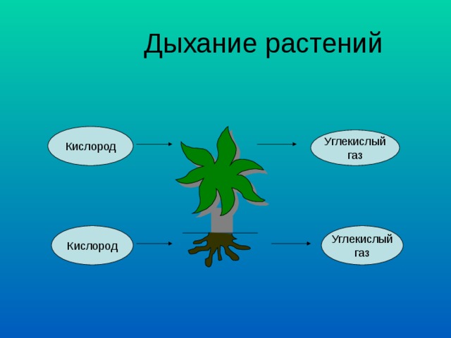  Дыхание растений Кислород Углекислый газ Кислород Углекислый газ 