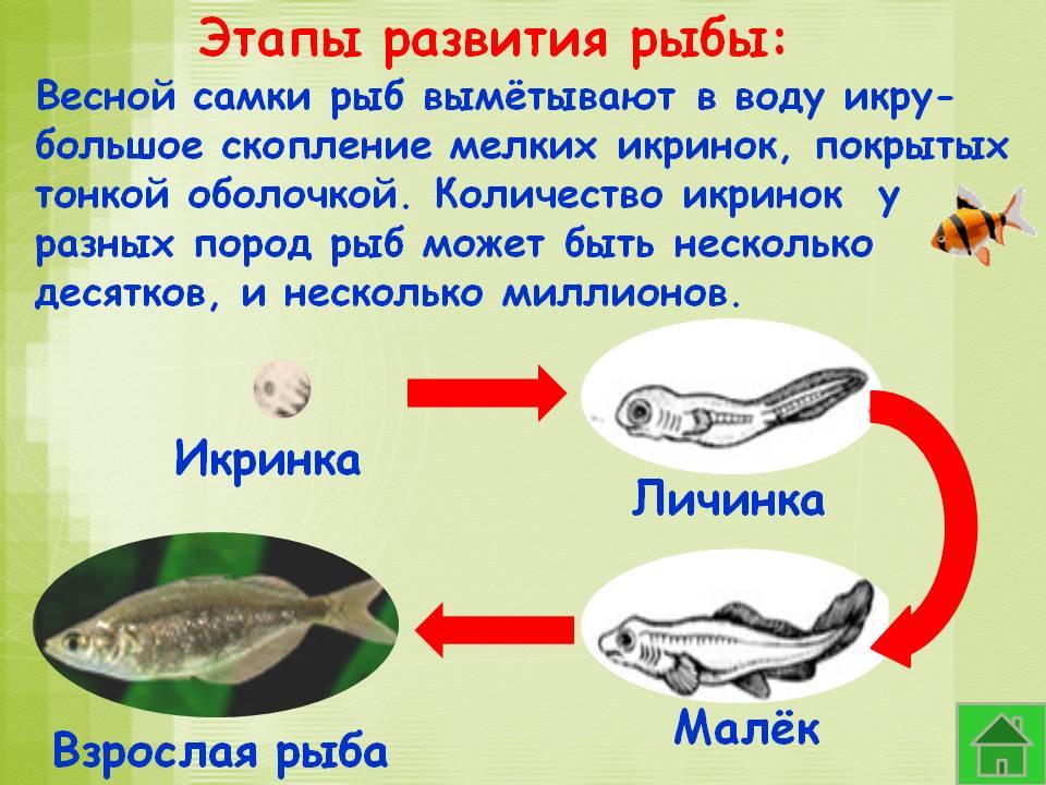 Схема рыбы окружающий мир