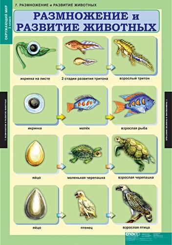 Размножение и развитие животных презентация 3 класс окружающий мир плешаков