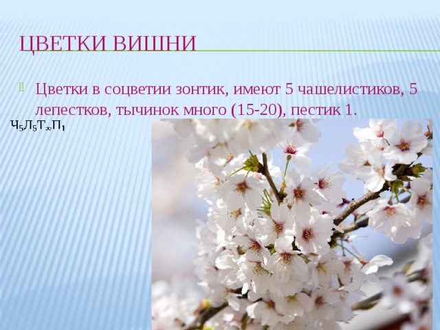 Цветки вишни Цветки в соцветии зонтик, имеют 5 чашелистиков, 5 лепестков, тычинок много (15-20), пестик 1. 