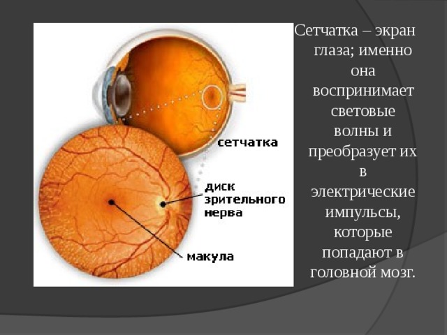 Название оболочки которая отвечает за восприятие изображения и преобразует свет в импульсы