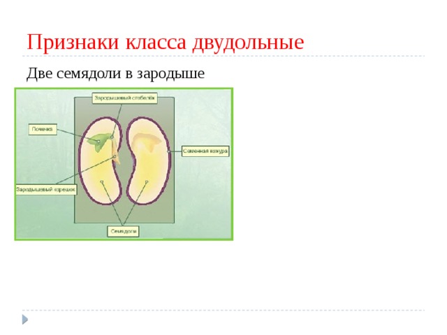 Признаки класса двудольные Две семядоли в зародыше 