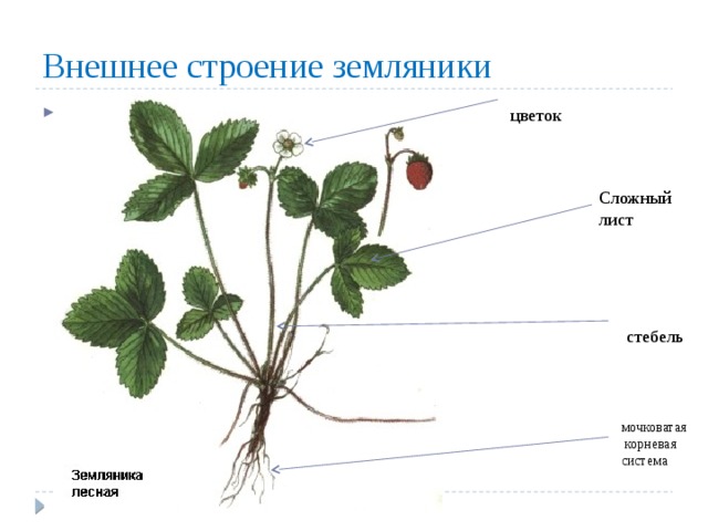 Внешнее строение земляники мо цветок Сложный лист стебель мочковатая корневая система 