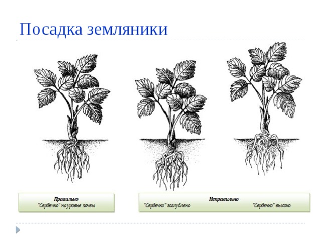 Посадка земляники 