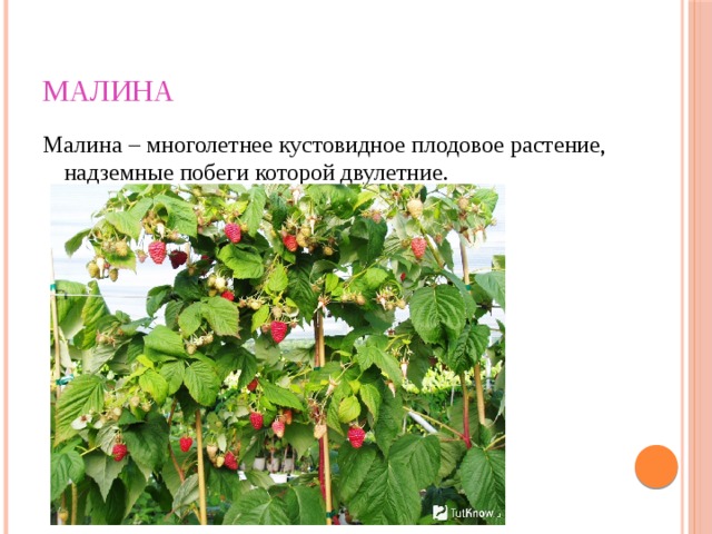 Малина Малина – многолетнее кустовидное плодовое растение, надземные побеги которой двулетние. 