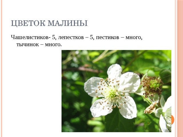 Цветок малины Чашелистиков- 5, лепестков – 5, пестиков – много, тычинок – много. 